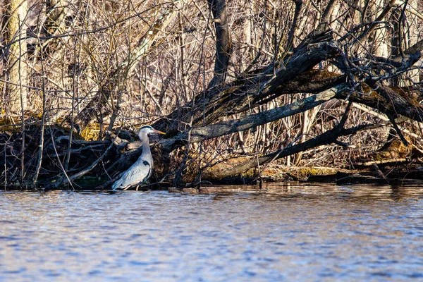 Blaureiher Ardea Herodias Beim Angeln Wausausee Wausau Wisconsin Usa April — Stockfoto