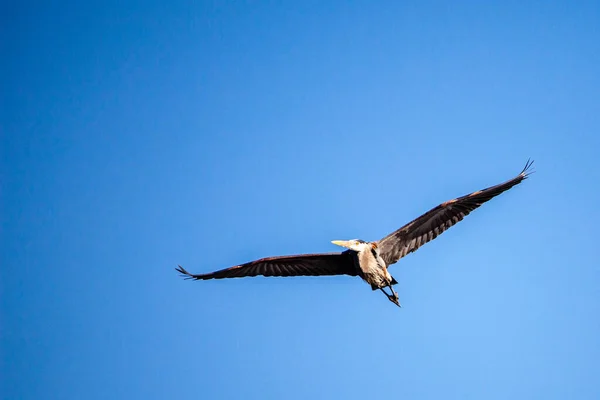 Great Blue Heron Ardea Herodias Flying Blue Sky Copy Space — Stock Photo, Image