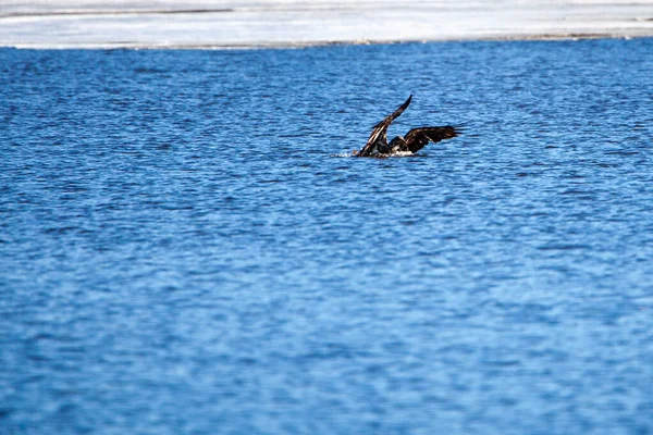 在威斯康星州瓦索湖 一头尚未成熟的秃头鹰 Haliaeeetus Leucohead 在横向捕捉一条鱼 — 图库照片