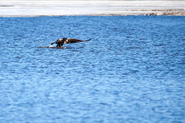 在威斯康星州瓦索湖 一头尚未成熟的秃头鹰 Haliaeeetus Leucohead 在横向捕捉一条鱼 — 图库照片