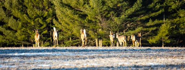 在威斯康星州田野里奔跑的白尾鹿 Odocoileus Virginianus — 图库照片
