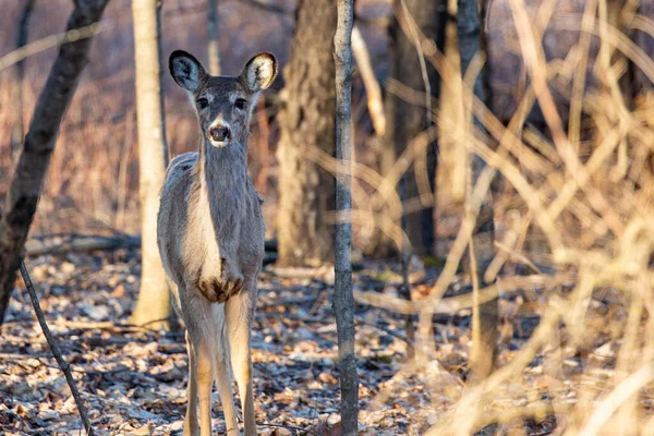 Cervo Dalla Coda Bianca Odocoileus Virginianus Stato Allerta Wisconsin Orizzontale — Foto Stock