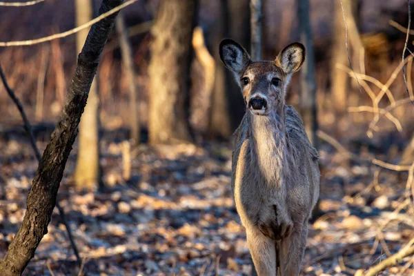 Jeleń Biały Odocoileus Virginianus Stojący Lesie Wisconsin Kwietniu Poziomy Obrazy Stockowe bez tantiem