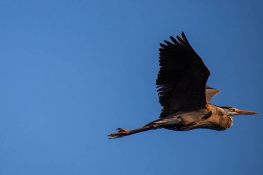 Büyük Mavi Balıkçıl (Ardea herodias) mavi gökyüzünde fotokopi uzayıyla, yatay