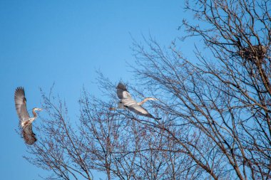 Büyük Mavi Balıkçıl (Ardea herodias) yuvaya çubuklar getiriyor, kopya uzayı, yatay