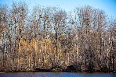 Baharda Wisconsin, Wausau 'daki Rookery View Park' tan alınmış Mavi Balıkçıl Rookery 'li ada.