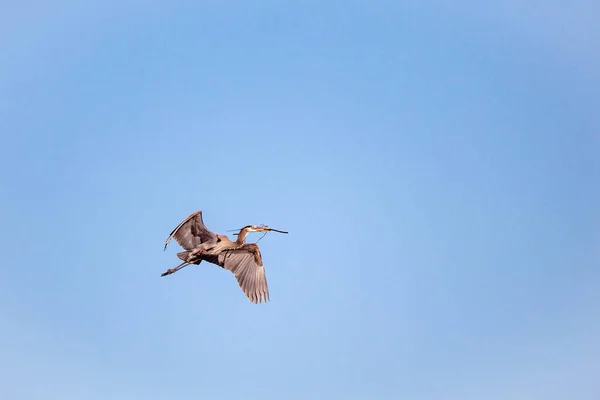 Velká Modrá Volavka Ardea Herodias Létající Modré Obloze Holí Tlamě — Stock fotografie