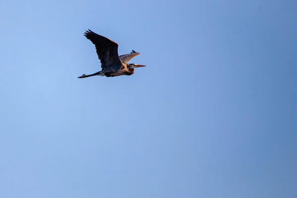 Grande Airone Blu Ardea Herodias Che Vola Cielo Blu Con — Foto Stock