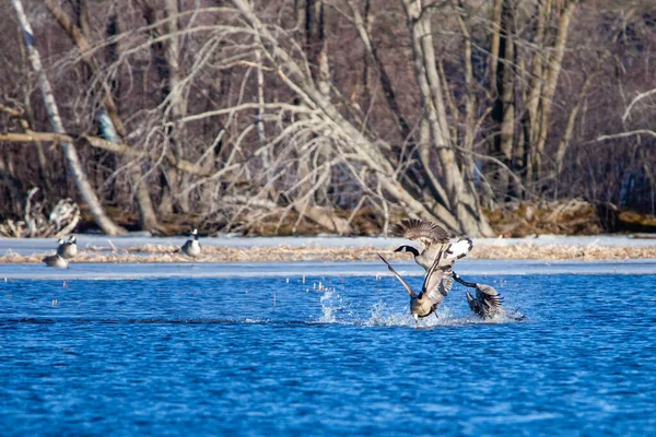 加拿大鹅 Branta Canadensis 4月在威斯康星州瓦索湖上进行了横向互动 — 图库照片