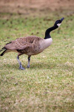 Kanada kazları (Branta canadensis) parkta boynunu uzatıyor.