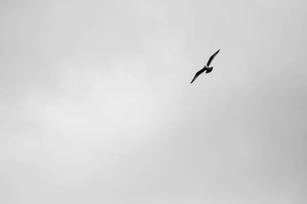 Seagull Flying Cloudy Sky Copy Space Black White — Zdjęcie stockowe