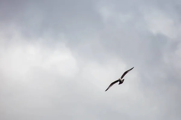 Möwe Fliegt Einem Bewölkten Himmel Mit Kopierraum Horizontal — Stockfoto