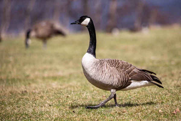 Nisan ayında Kanada kazları (Branta canadensis) çimenlerde yatay olarak yürür