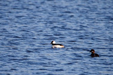 Bufflehead (Bucephala albeola) kopya alanı yatay olan Wausau Gölü 'nde yüzüyor