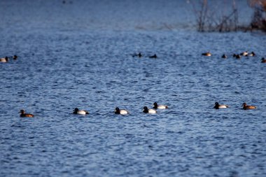 Nisanda Wausau Gölü 'nde yapılan çiftleşme mevsiminde (Aytha marila) daha büyük Scaup (Aytha marila)