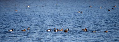 Daha Büyük Scaup (Aytha marila) Nisan ayı çiftleşme sezonunda Wausau Gölü, Panorama