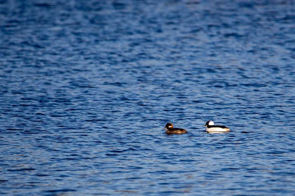 Bufflehead Bucephala Albeola Swimming Lake Wausau Copy Space Horizontal — стоковое фото