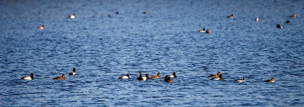 Daha Büyük Scaup (Aytha marila) Nisan ayı çiftleşme sezonunda Wausau Gölü, Panorama