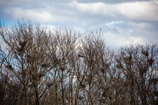 Гнезда Голубой Цапли Ваусау Висконсин Озере Ваусау Весной Горизонтально — стоковое фото