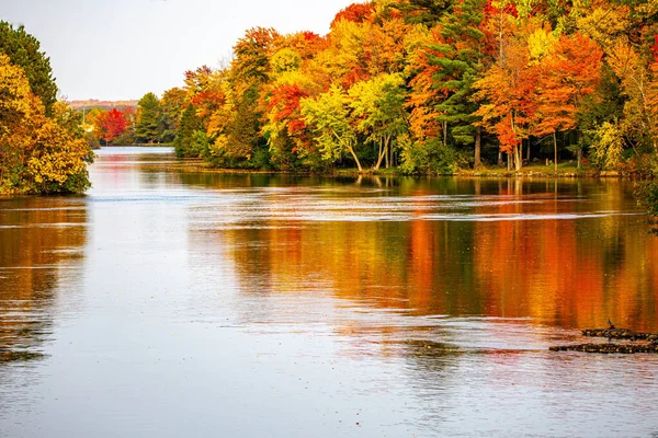 Färgglada Höstträd Som Reflekterar Floden Wisconsin Merrill Wisconsin Horisontellt — Stockfoto