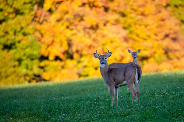 Jelen Běloocasý Odocoileus Virginianus Stojící Poli Sena Wisconsinu Horizontální — Stock fotografie