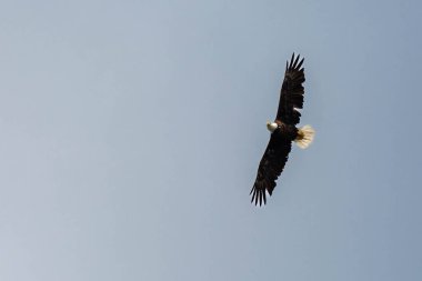Kuzey Wisconsin 'de mavi gökyüzünde uçan Kel Kartal (Haliaeetus leucocephalus), yatay olarak