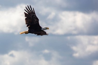 Kuzey Wisconsin 'de mavi gökyüzünde uçan Kel Kartal (Haliaeetus leucocephalus), yatay olarak