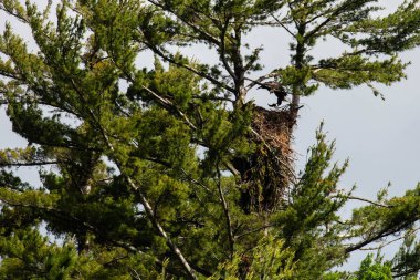 Kel Kartal (Haliaeetus leucocephalus) yatay bir balıkla yuvaya doğru uçar.
