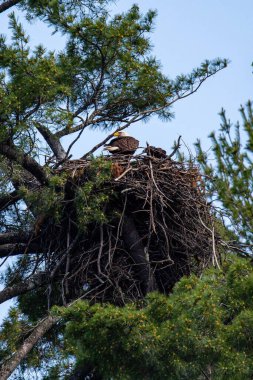 Kel Kartal (Haliaeetus leucocephalus) bir çam ağacının tepesindeki yuvada güvendedir.