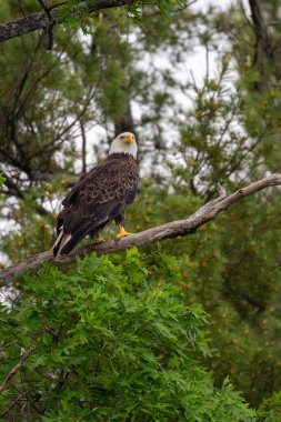 Kel Kartal (Haliaeetus leucocephalus) Kuzey Wisconsin 'de bir meşe ağacına tünemiştir.