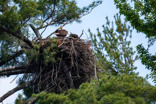 Bald Eagle (Haliaeetus leucocephalus) in a nest secured in a pine tree in Northern Wisconsin, horizontal