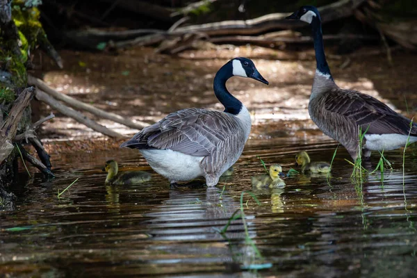 Ganso Canadá Branta Canadensis Adultos Vigilando Sus Goslings Flujo Del —  Fotos de Stock