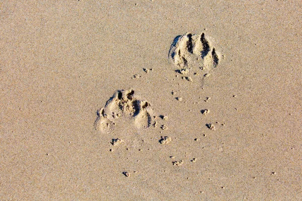 Dog Footprints Sand Oregon Beach Horizontal — 图库照片