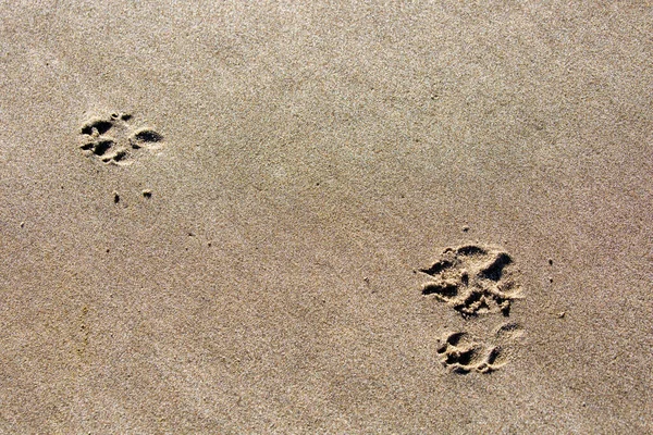 Dog footprints in the sand of an Oregon beach, horizontal