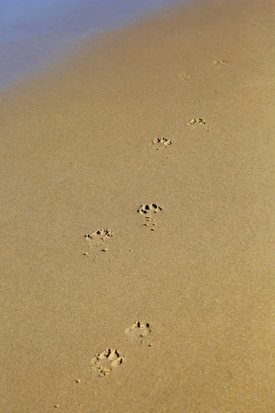 Dog footprints in the sand of an Oregon beach, vertical