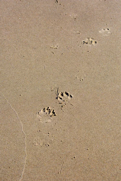 Dog footprints in the sand of an Oregon beach, vertical