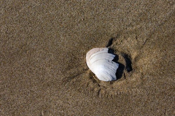 Piece Sea Shell Sand Low Tide Oregon Coast Horizontal — Stock Photo, Image