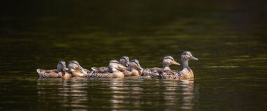 Adult mallard duck (Anas platyrhynchos) taking its young for a swim, panoram