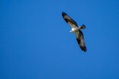 Ospray (Pandion haliaetus) flying in a blue sky, horizontal