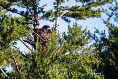 Two fledgling bald eagles (Haliaeetus leucocephalus) in their nest in northern Wisconsin, horizontal
