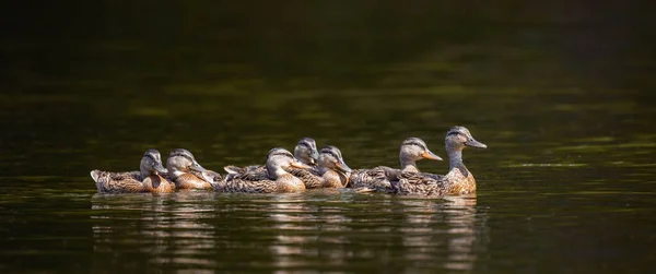 Adult Mallard Duck Anas Platyrhynchos Taking Its Young Swim Panoram — Stockfoto