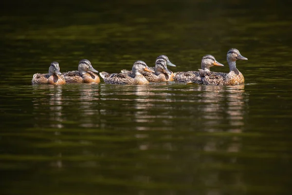Adult Mallard Duck Anas Platyrhynchos Taking Its Young Swim Horizontal — Stockfoto