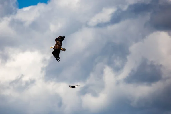 Pair Bald Eagles Haliaeetus Leucocephalus Flying Cloudy Sky Horizontal — Foto Stock