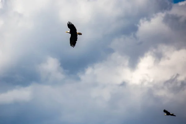 Pair Bald Eagles Haliaeetus Leucocephalus Flying Cloudy Sky Copy Space — Φωτογραφία Αρχείου