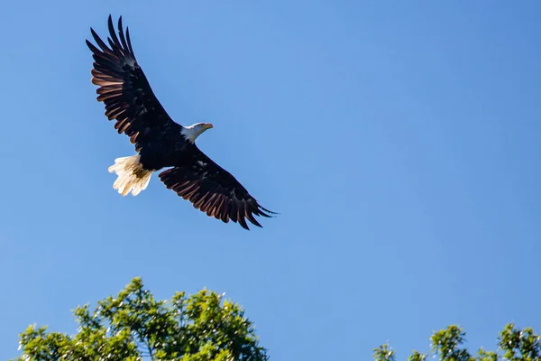 Bald Eagle Haliaeetus Leucocephalus Flying Blue Sky Horizontal — стокове фото