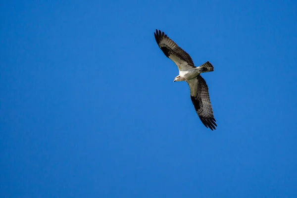 Ospray Pandion Haliaetus Flying Blue Sky Horizontal — Zdjęcie stockowe