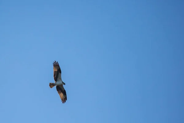 Ospray Pandion Haliaetus Flying Blue Sky Horizontal — Zdjęcie stockowe