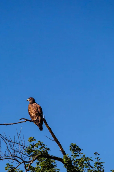 Young Bald Eagle Haliaeetus Leucocephalus Perched Branch Copy Space Vertical — ストック写真