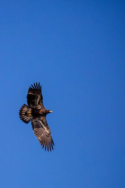 Four Month Old Juvenile Bald Eagle Haliaeetus Leucocephalus Flying Blue — Foto de Stock
