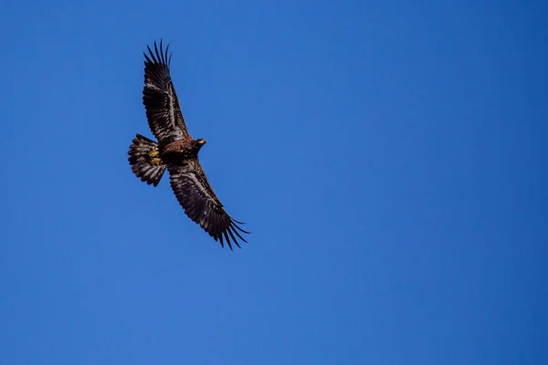 Four Month Old Juvenile Bald Eagle Haliaeetus Leucocephalus Flying Blue — Foto de Stock